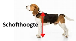 bmi van hond